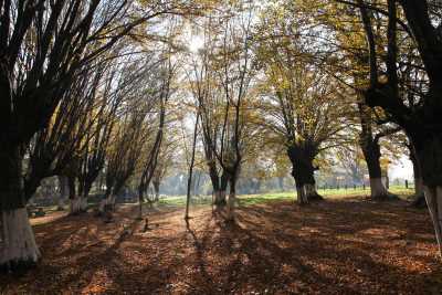 Balamba Tabiat Parkı